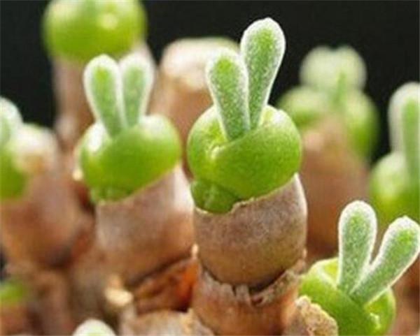 生石花长大后巨恶心 生石花铺面用多大颗粒