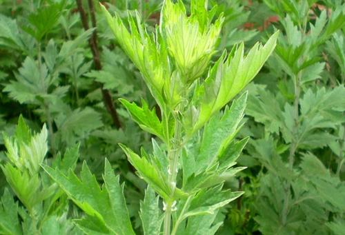 真艾叶和假艾叶的区别