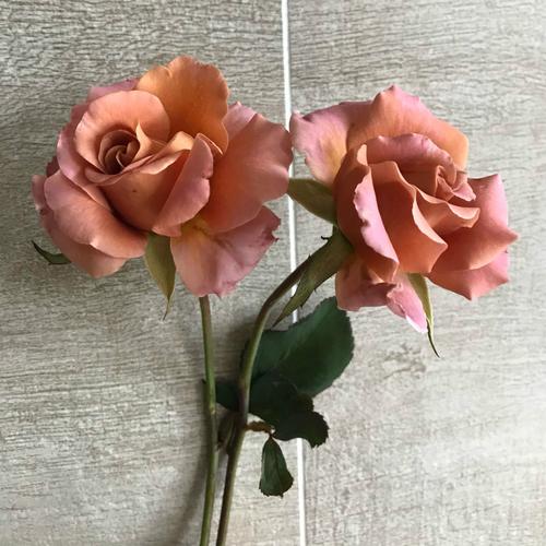 切花月季大额优惠券