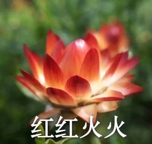 有哪些中老年女性适合的头像