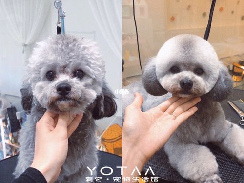 yotaa有它宠物生活馆自由行热门攻略_泰迪怎么样_宠物美容_宠物_狗