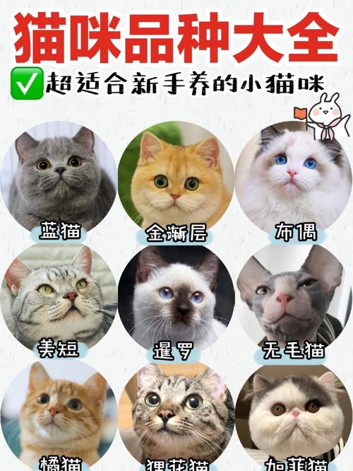 猫咪品种大全|02超适合新手养的小猫咪_猫粮_猫咪_新手_蓝猫_金渐层