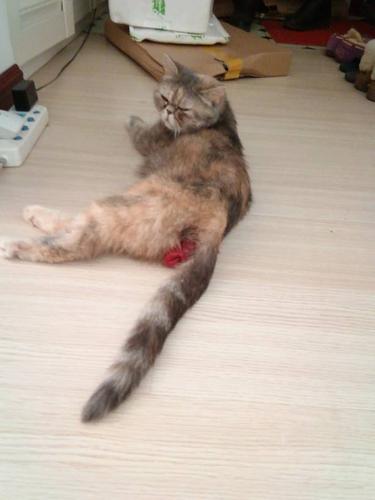 猫脱肛了早上,据说去了医院以后还会脱,还得缝和,我推了弄不进去,吱哇