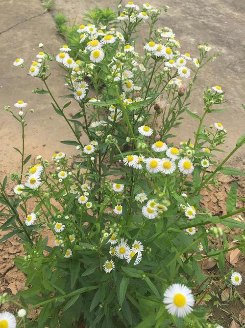 夏天常见野花,有谁知道叫什么名字吗?图一淡紫色.