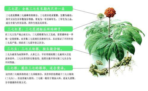 云南白药是云南著名的中成药,由名贵药材制成,具有化瘀止血,活血止痛