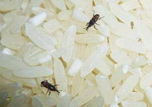 大米里生米虫了还能吃吗?现在才恍然大悟!