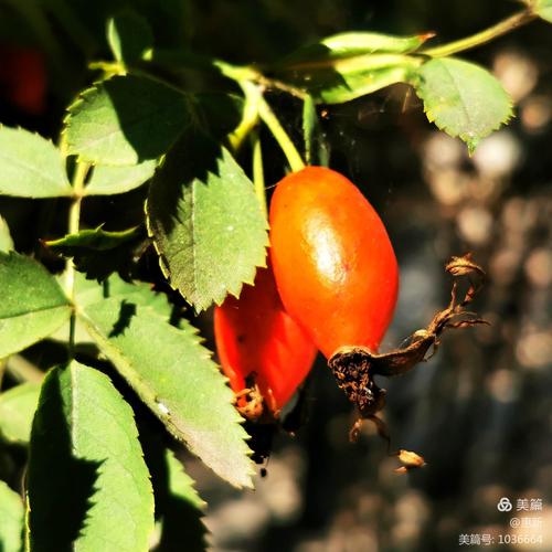 红红的美蔷薇果实