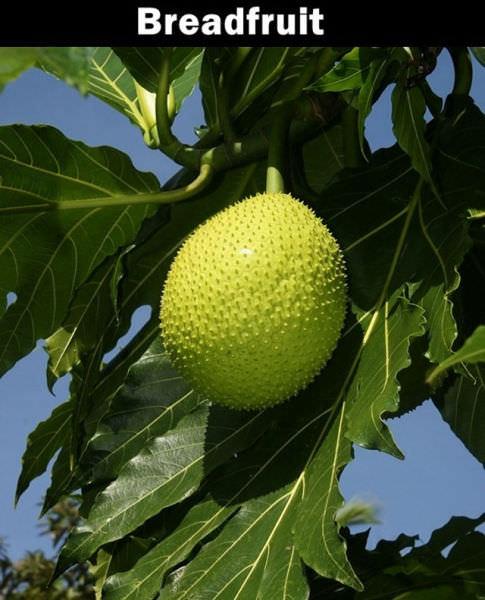 the bael fruit has   smooth, woody shell with   green, gray, or