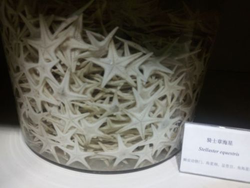 这所海洋生物博物馆将带你徜徉在海洋的世界!