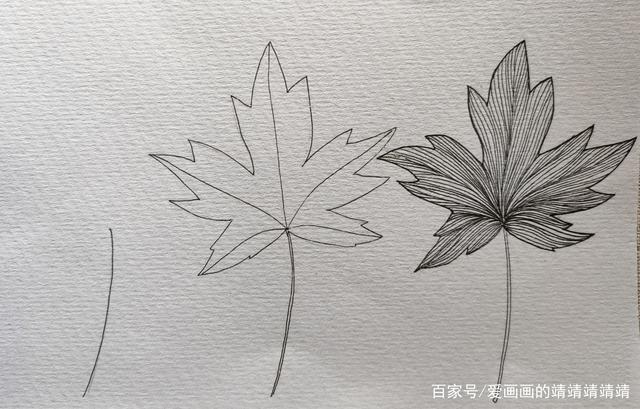 刺槐羽状复叶手绘线条练习~ 以下手绘叶子的线条会更长一些