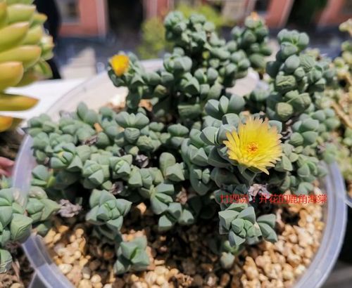 鹿角海棠这样养,爆盆长成"老桩树",不皱不裂,状态迷人开花美