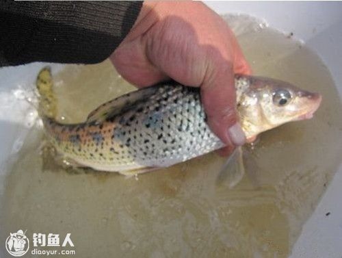 舌尖上的鱼宴之泡椒花骨鱼