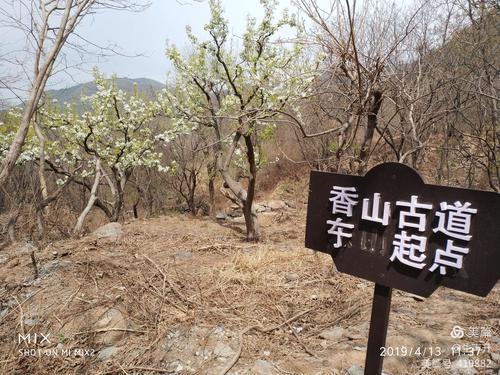 东山村梨花最佳观赏期:4月中旬(参考)   门头沟东山村地址:北京市