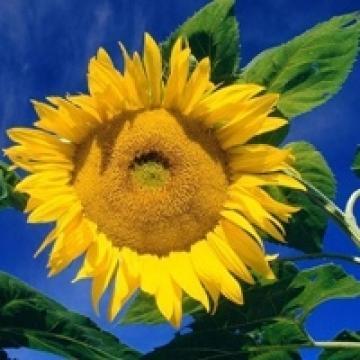 有阳光就幸福的向日葵