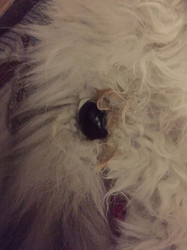 我家猫咪要生了,羊水破了,阴道处却有个红色圆圆的东西,一直就卡在