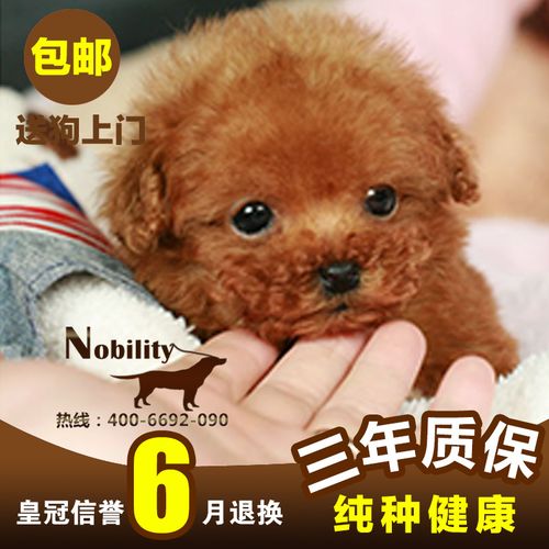 家养纯种茶杯玩具迷你泰迪贵宾犬幼犬赛级宠物狗出售包邮q105商品图片