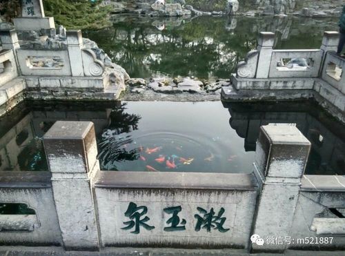 曲尽其妙 张机《说泉》,爱上济南城 七十二名泉-【民谣济南】参评作品