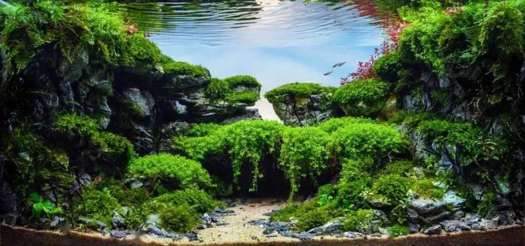 欧洲水草造景比赛2020年获奖作品欣赏完整版