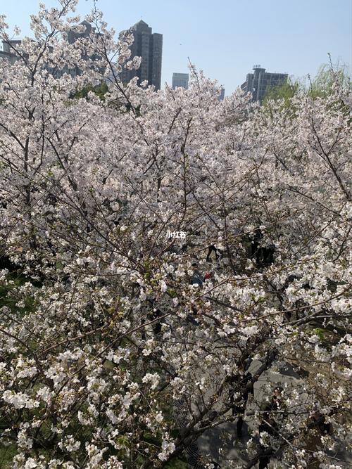 宁波樱花公园&宁大步行街_樱花_蜜雪冰城(城隍庙店)_寿司_蜜雪