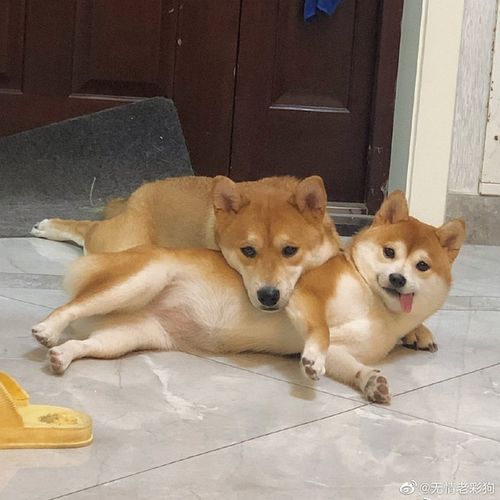 求一张柴犬扭头吐舌头的表情包头像超超超级可爱找到了感谢家人们