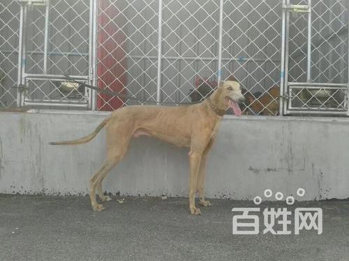 格力犬种公老黄蜂之子对外配种