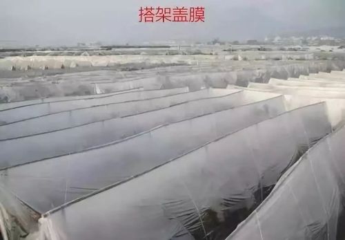 柑橘防冻宝典,再也不怕冬季遇寒流!