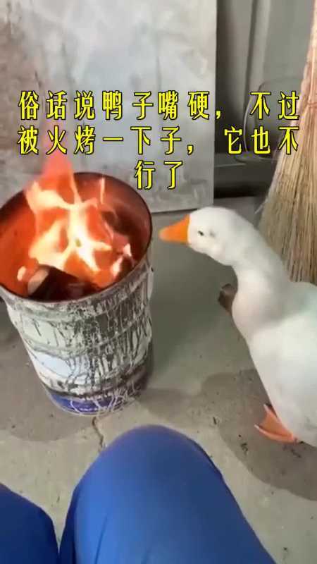 我要上热门#俗话说鸭子嘴硬,不过被火烤一下子,它也不行了