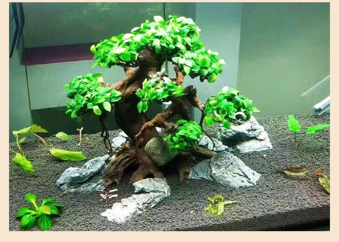 巴西树沉木迎客松鱼缸造景木头草缸大号大型莫斯树根
