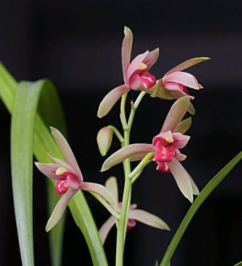 包邮自然老种兰花花苗建兰贵妃醉酒阳台绿植花卉