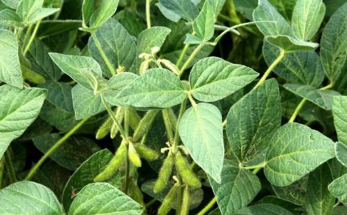 大豆二条叶甲的危害症状,发生规律及防治方法