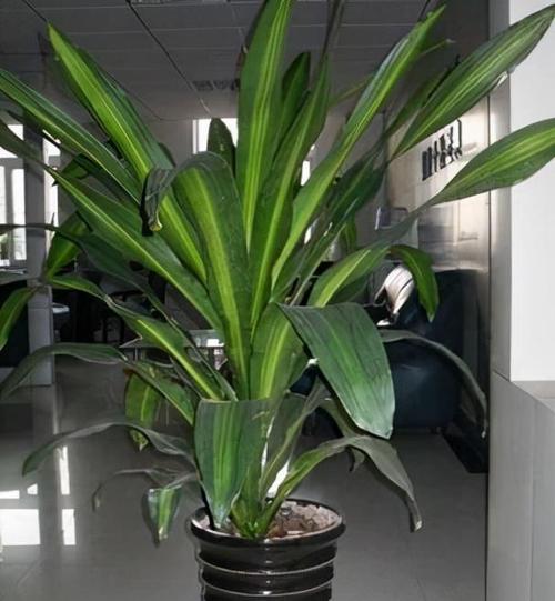 冬天养香龙血树简单4步根系枝干粗壮叶绿花香身价倍增