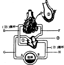 如图为肺的内部结构及血液循环示意图请根据图及所学知识解决问题
