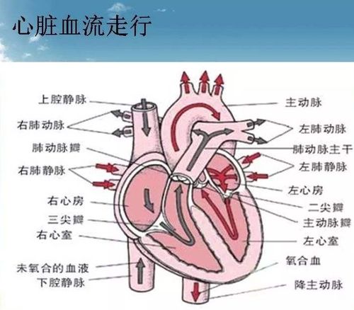 主动脉瓣置换 二尖瓣置换 三尖瓣成型