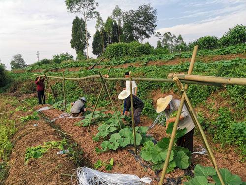 号外!石鱼镇盐田村试种贝贝南瓜上市了.