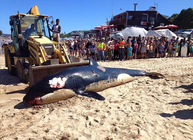 触目惊心虎鲸南非海滩搁浅死亡胃里塞满垃圾