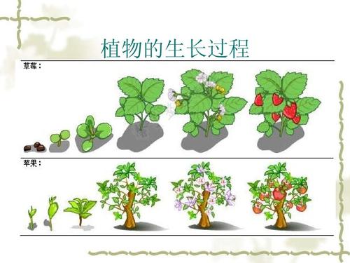 植物的生长过程