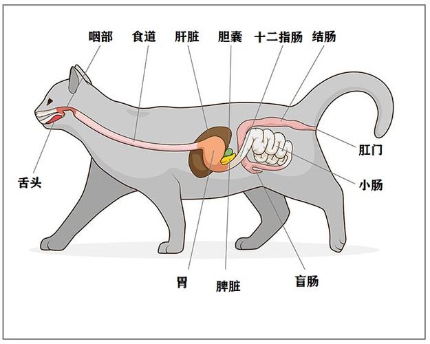 猫吃了针线千万别去拉猫吞食异物的症状及处理