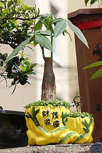 财源茂盛盆花