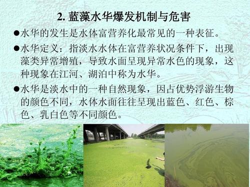 3水体富营养化与蓝藻水华ppt