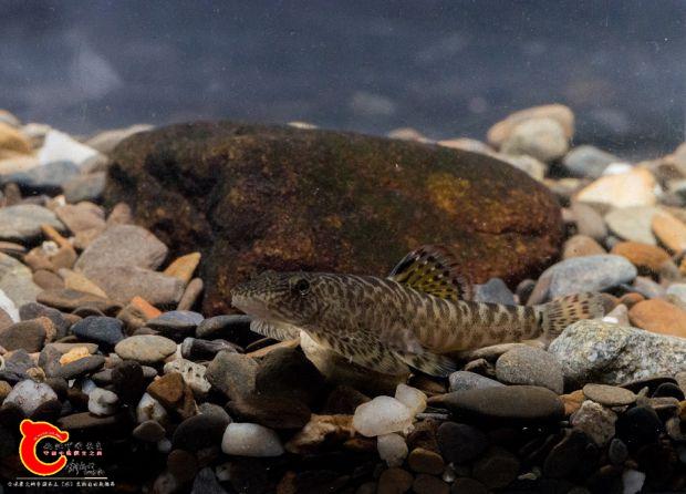 圆斑拟副吸鳅?麦氏拟腹吸鳅?