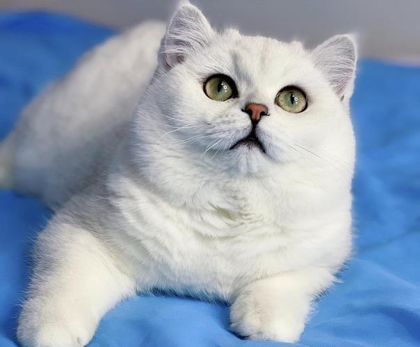 银渐层精品种公