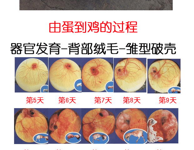 新鲜受精蛋 土鸡种蛋受精鸡蛋可孵化小鸡蛋 三黄鸡种蛋 孵化场