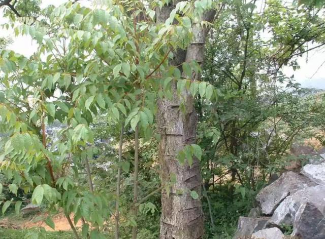 漆树的种子可榨油,油可制油墨,肥皂.