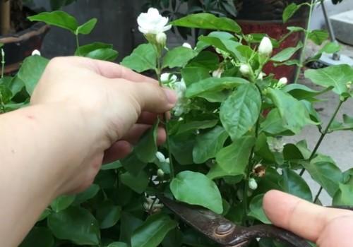 主页 盆栽 修剪 > 茉莉花后如何修剪        当然,这种修剪花枝的方法