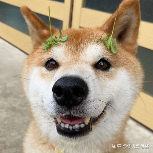 如何辨别柴犬和秋田犬?柴犬和秋天哪个更适合家养?