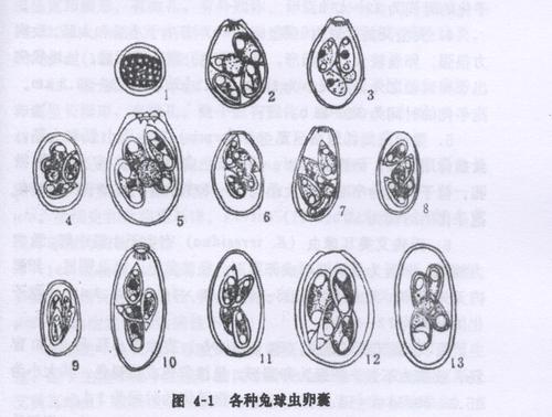 如何在显微镜下区分酵母菌与球虫卵