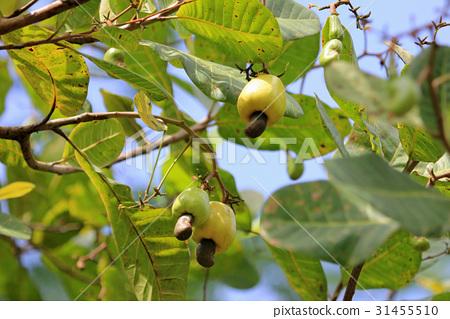 图库照片: cashew fruit, anacardium occidentale, hanging on