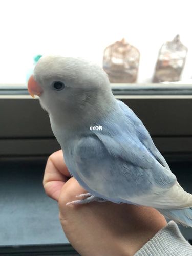 白底紫闪派(牡丹鹦鹉品种品种介绍)_牡丹_牡丹鹦鹉_宠物_宠物其他