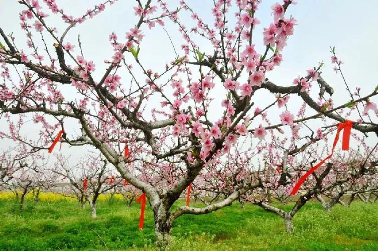 辟邪桃树图片大全大图 - 366亿图网