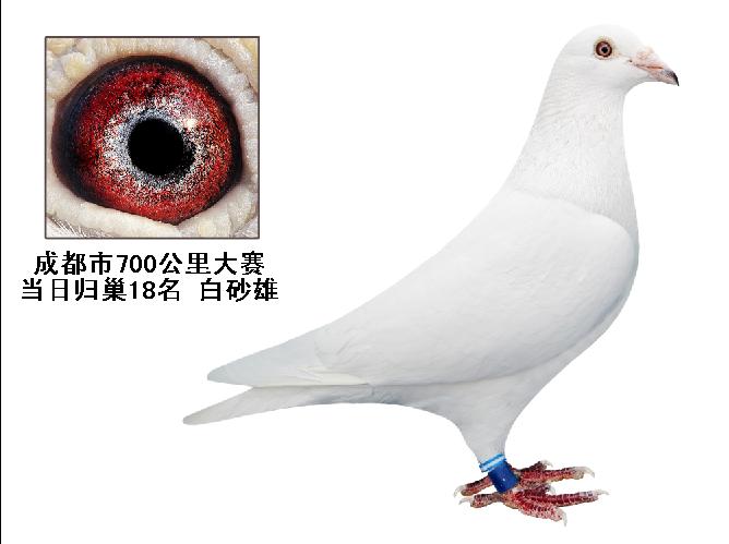 白信鸽.白赛鸽.成绩鸽.种鸽.血统鸽.幼鸽预订中.